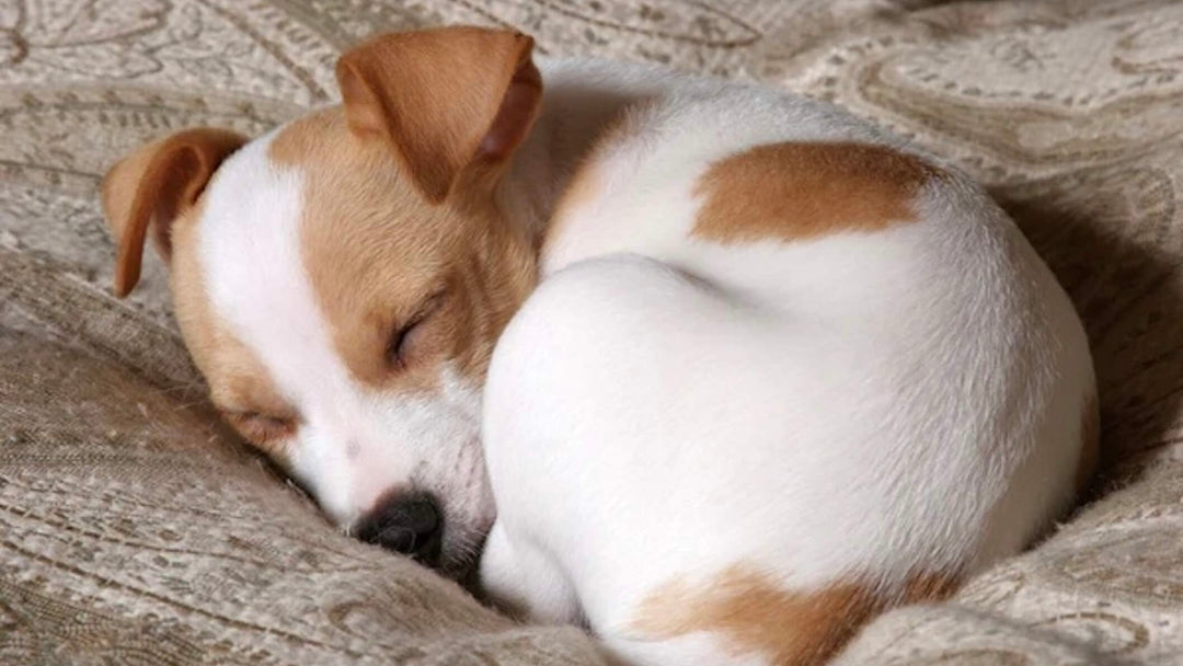 Dog curled up sleeping